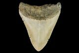 Fossil Megalodon Tooth - North Carolina #109711-2